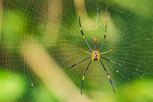 黄蜘蛛 · 免费素材图片