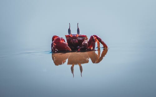红蟹在海边的照片 · 免费素材图片