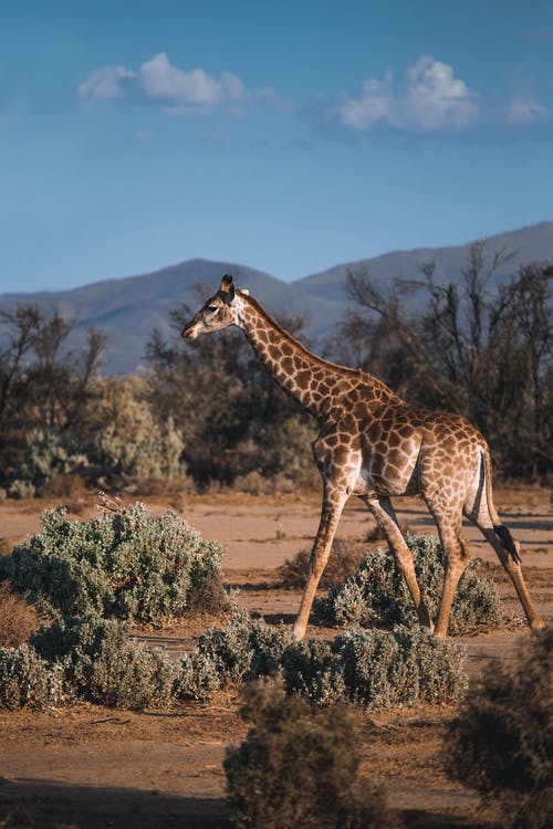 小长颈鹿走的照片 · 免费素材图片