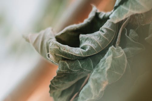 绿叶 · 免费素材图片