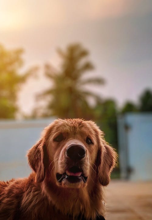 金毛寻回犬的肖像 · 免费素材图片