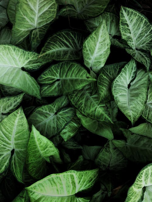 绿叶植物 · 免费素材图片