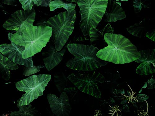 绿塔罗牌植物 · 免费素材图片