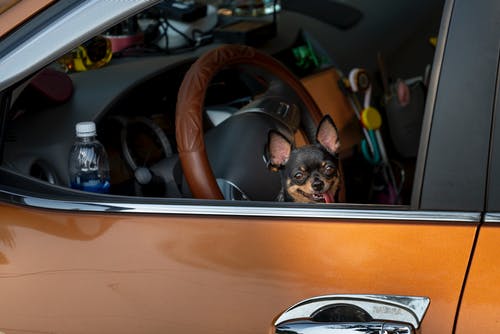 棕色和黑色的狗，在黄色的车上 · 免费素材图片
