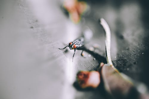 黑蝇 · 免费素材图片