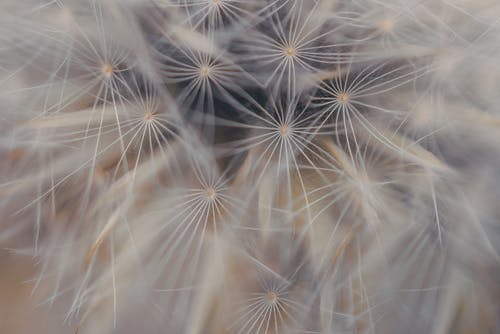 特写镜头的特写照片 · 免费素材图片