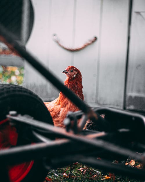 卡丁车附近的棕色鸡 · 免费素材图片
