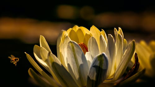 蜜蜂即将栖息在白花上 · 免费素材图片