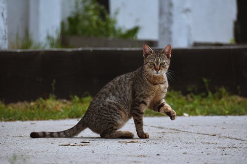 棕色的虎斑猫，坐在人行道上 · 免费素材图片
