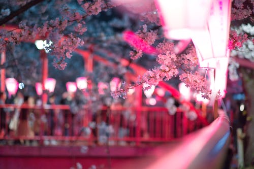 粉色开花的树 · 免费素材图片