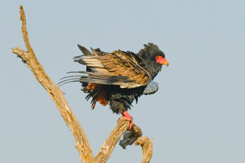 布朗鸟栖息在木头上 · 免费素材图片