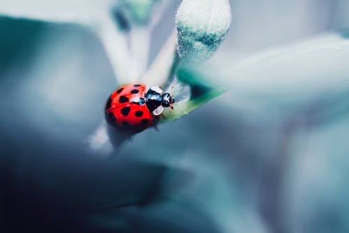 植物瓢虫 · 免费素材图片