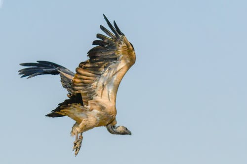 翅膀飞翔的鸟 · 免费素材图片