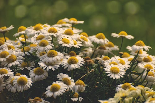 盛开的白色和黄色雏菊花 · 免费素材图片