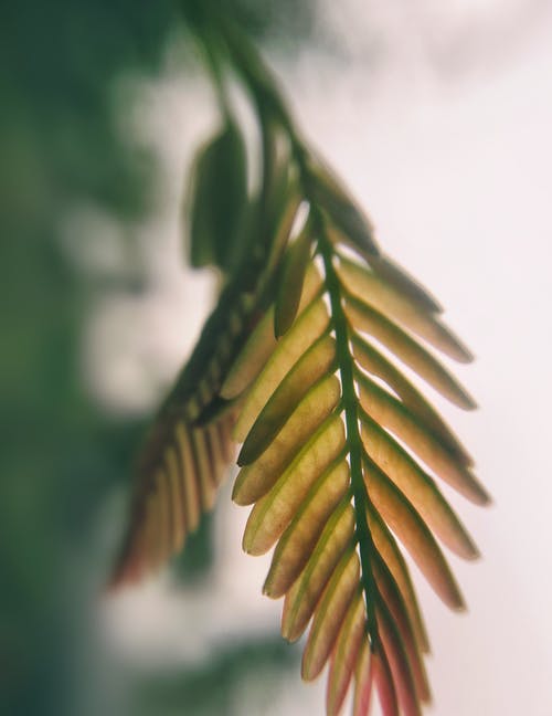棕蕨叶 · 免费素材图片