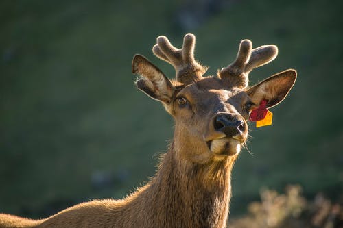 棕色驼鹿与耳朵上的标签 · 免费素材图片