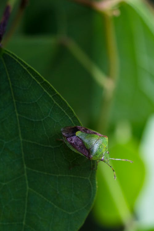 绿叶上的昆虫 · 免费素材图片