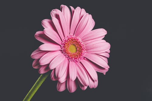 粉红色的花的特写照片 · 免费素材图片