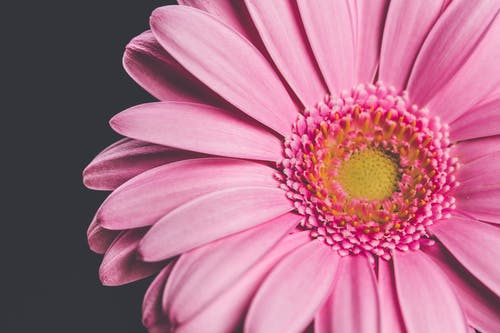 粉红色的花 · 免费素材图片