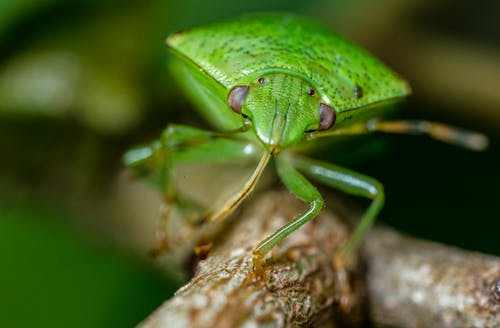 绿色昆虫的宏观摄影 · 免费素材图片