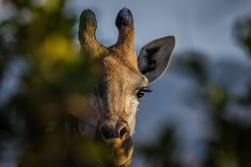 长颈鹿的肖像 · 免费素材图片