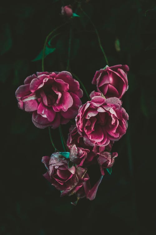 粉色美丽的花朵 · 免费素材图片