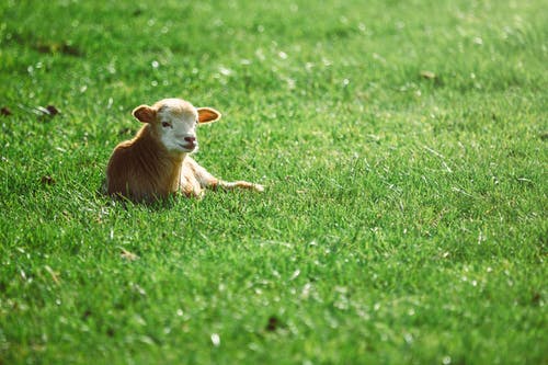 牛躺在草地上的照片 · 免费素材图片