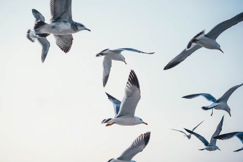 飞翔的海鸥照片 · 免费素材图片