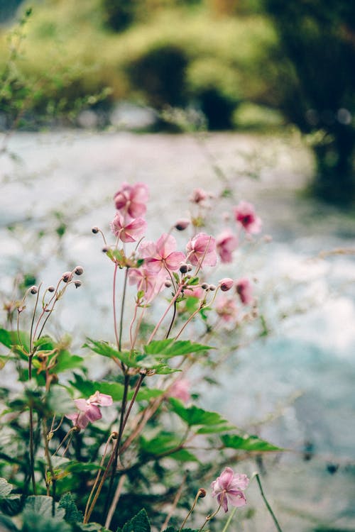 盛开的粉红色花朵 · 免费素材图片