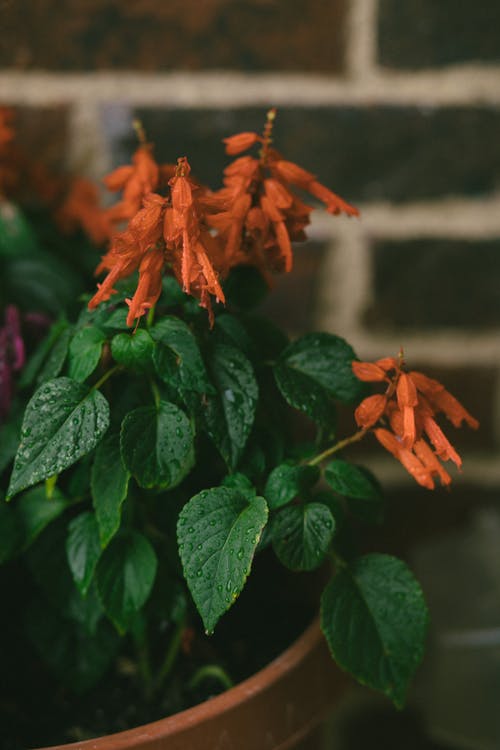 盆栽植物开红色花 · 免费素材图片
