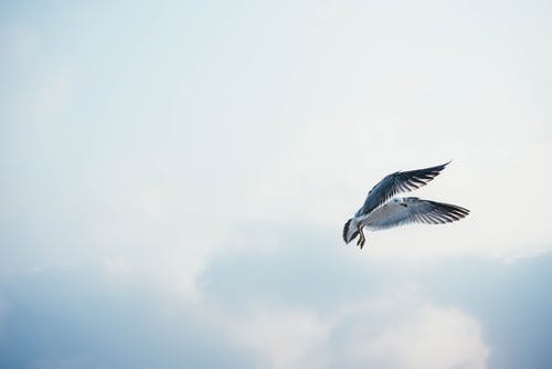 白鸟飞 · 免费素材图片