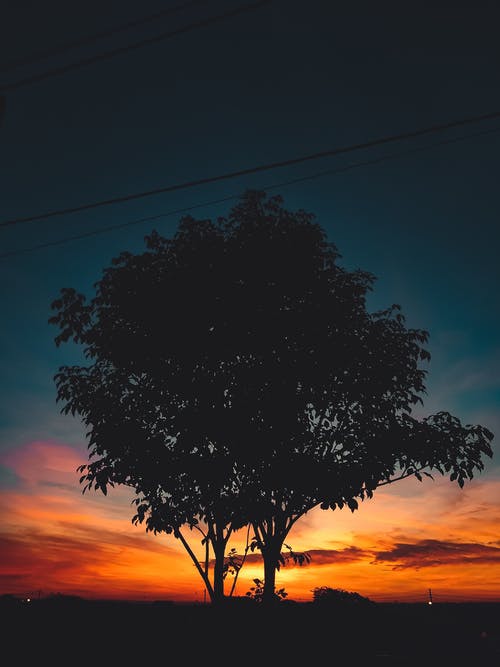 树的轮廓 · 免费素材图片