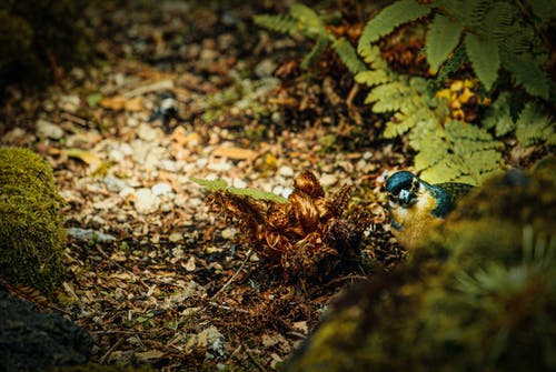 蓝鸟附近的绿色蕨类植物 · 免费素材图片