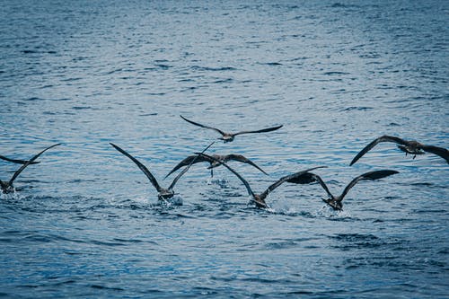 海上的海鸥 · 免费素材图片
