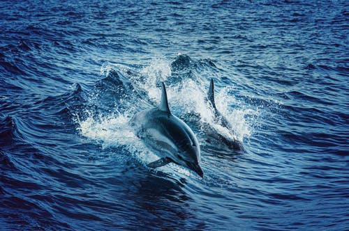 游泳海豚 · 免费素材图片