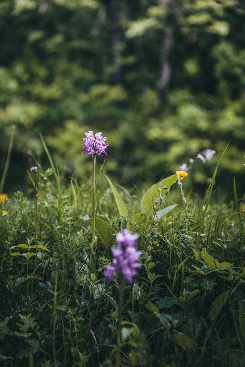 紫色的小花的选择性焦点照片 · 免费素材图片
