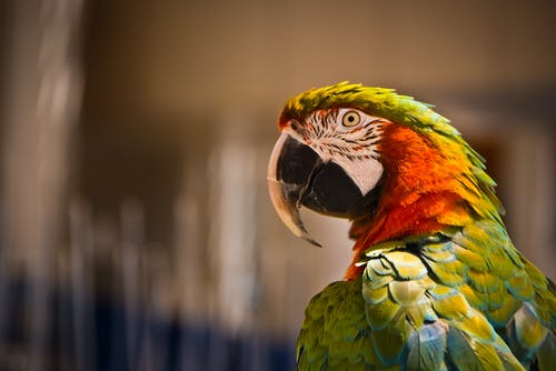 橙色和白色的鹦鹉 · 免费素材图片