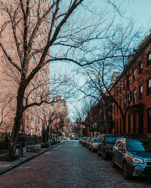 大楼附近的裸树 · 免费素材图片