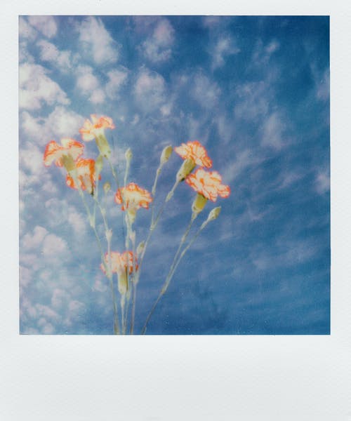 橙色和黄色的花瓣花 · 免费素材图片