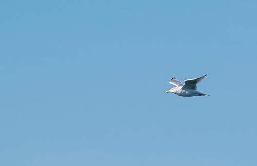 飞翔的海鸥照片 · 免费素材图片