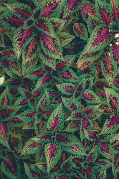 绿色和红色植物 · 免费素材图片