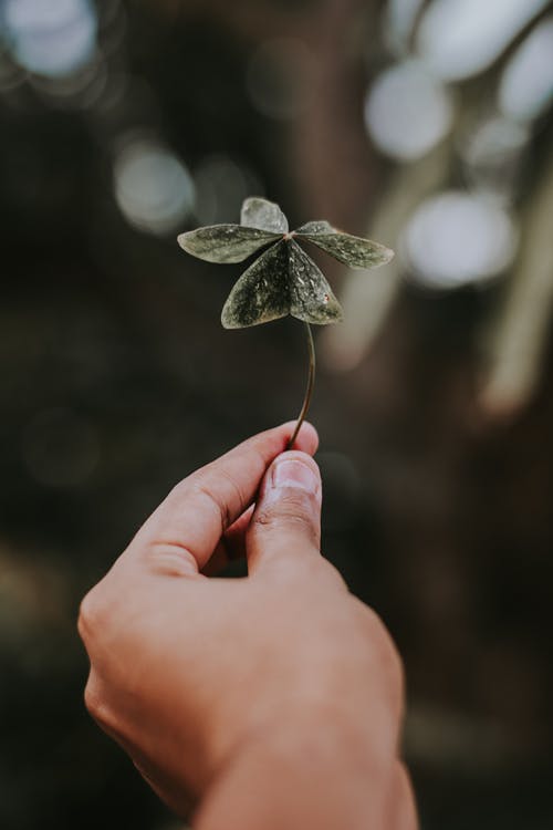 人控股植物的特写照片 · 免费素材图片