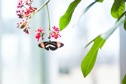 蝴蝶的选择性聚焦摄影 · 免费素材图片