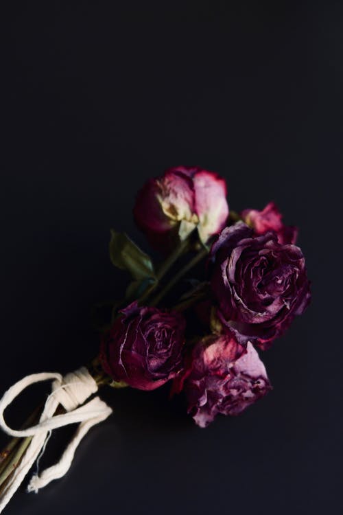 玫瑰花 · 免费素材图片