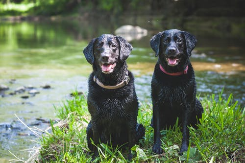 两只黑色短毛狗 · 免费素材图片