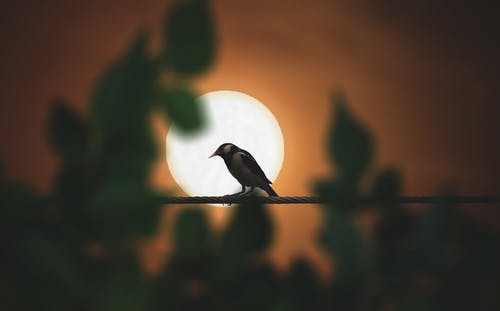 黑鸟栖息在杆上 · 免费素材图片