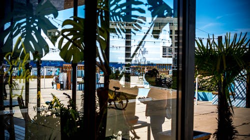 靠近窗户的绿叶植物 · 免费素材图片