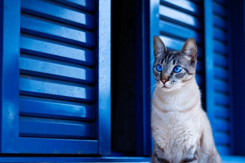 靠窗的蓝眼睛的猫 · 免费素材图片