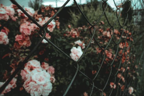 链环围栏后面的花园玫瑰 · 免费素材图片