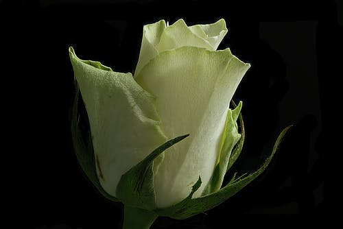 绿花 · 免费素材图片